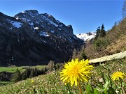 13 Taraxacum officinale (Tarassaco comune) con vista in Corno Branchino